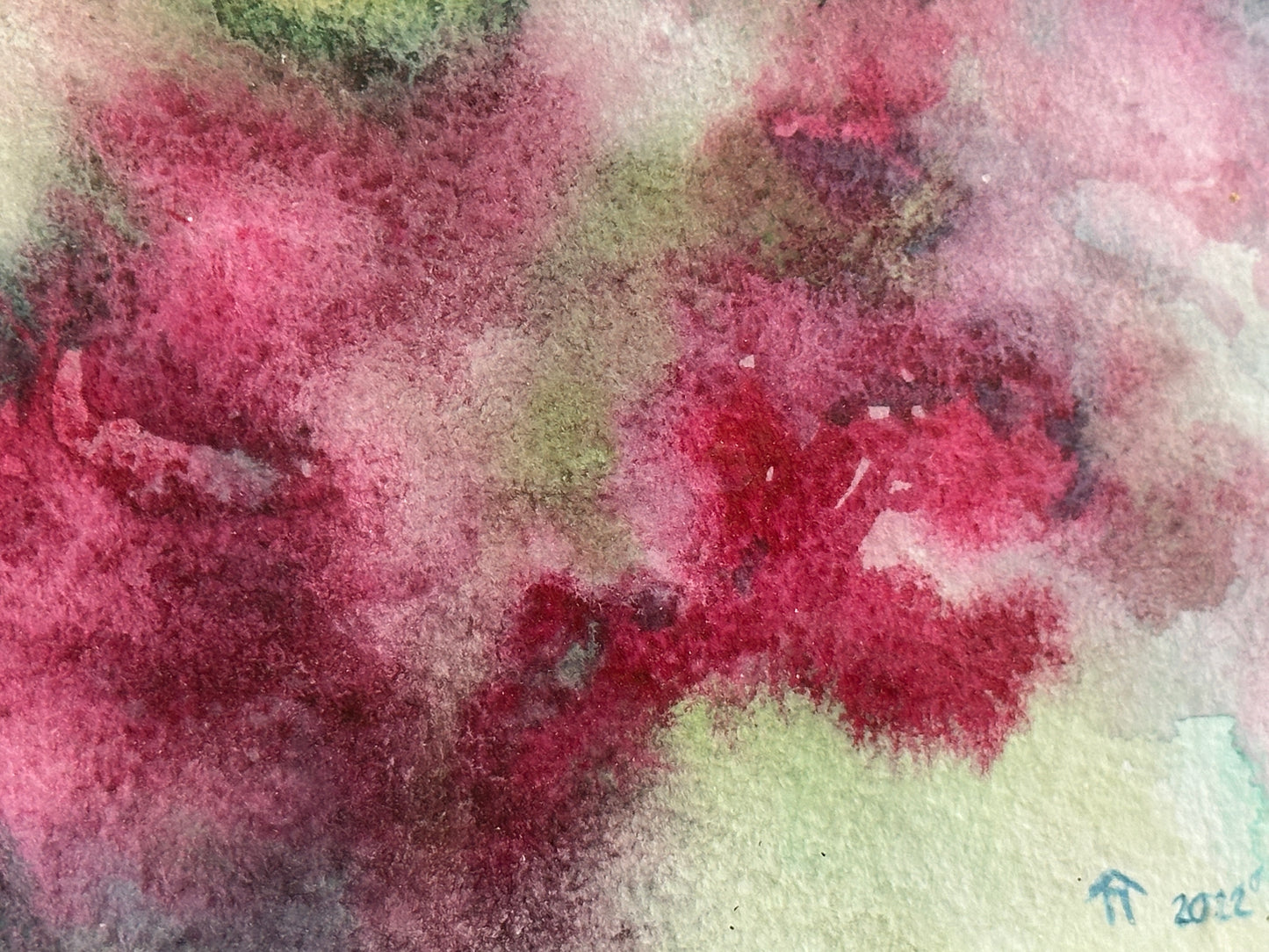 Summer Roses