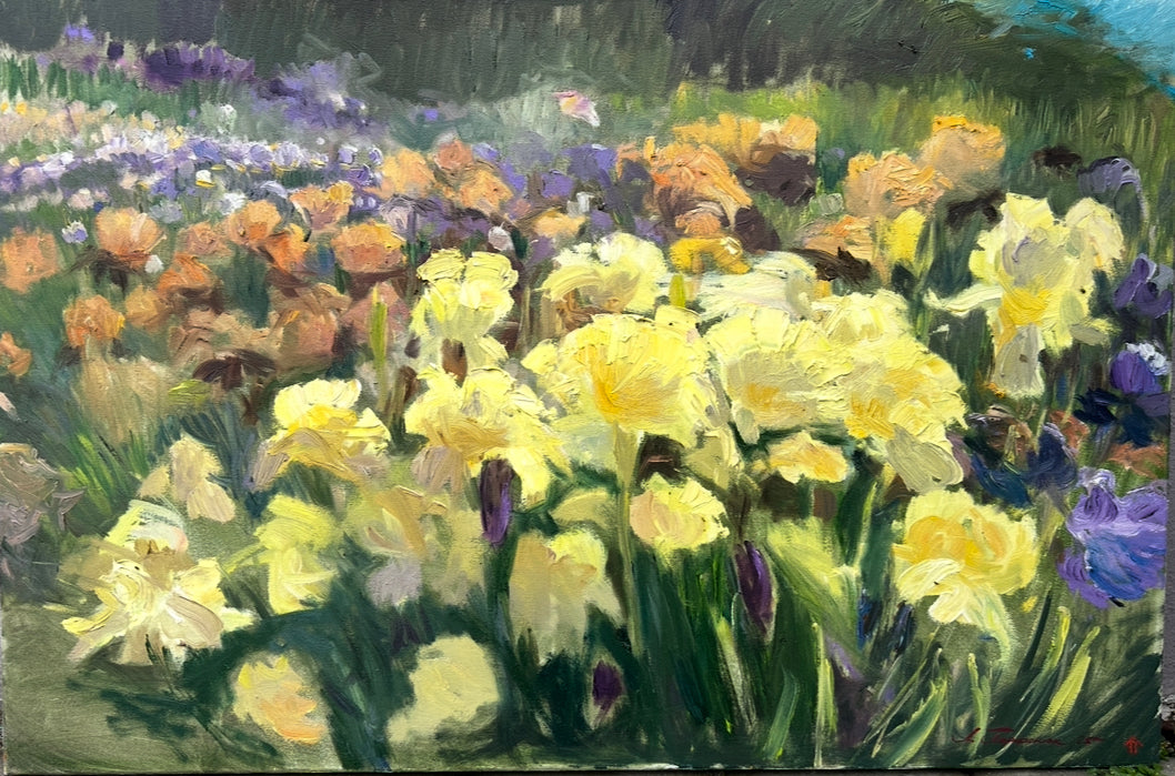 Botanical Garden Irises