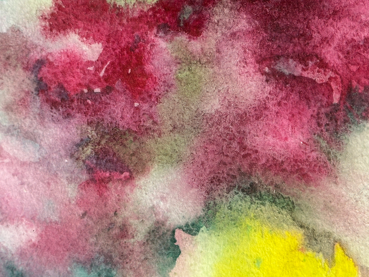 Summer Roses